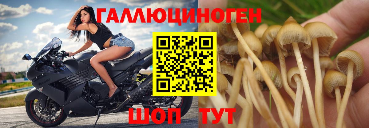 Псилоцибиновые грибы Cubensis  где найти наркотики  Орск  Вход с VPN 